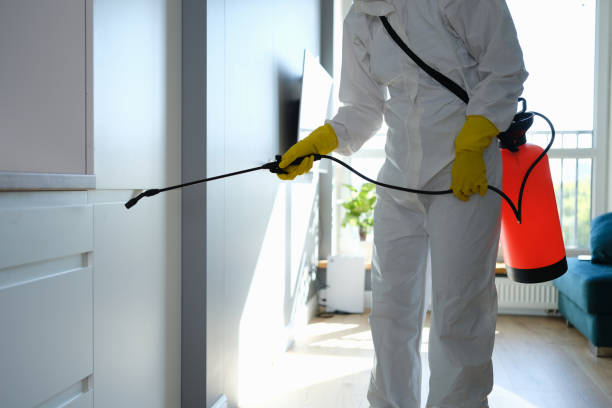 Best White Mold Remediation in La Plata, MO
