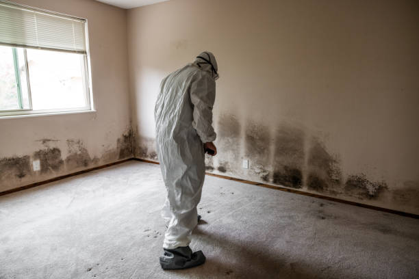 Best Post-Flood Mold Remediation in La Plata, MO